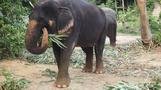 Lanta elephant trekking